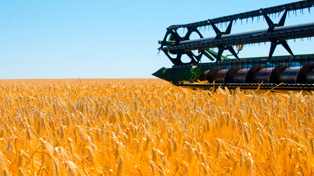 Agricultural machinery collects yellow wheat crop in open field on a sunny bright day