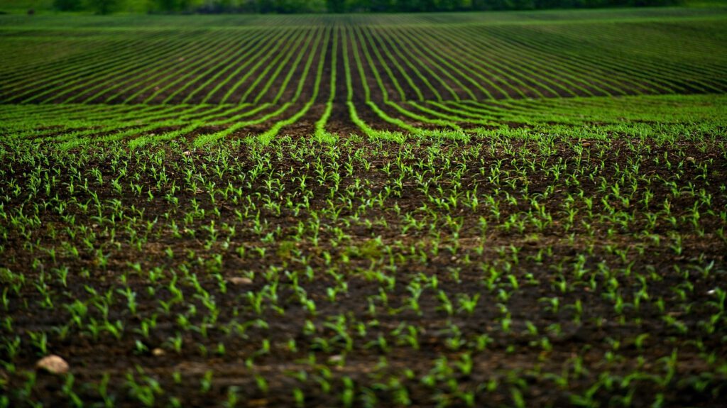 Corn Fields