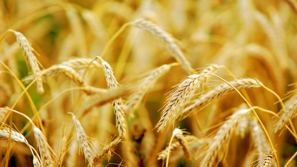 Wheat field